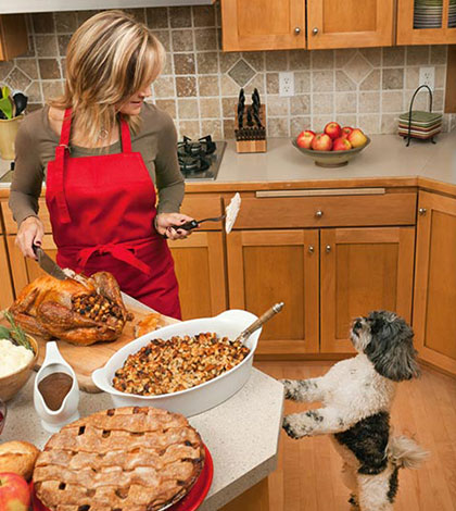 Wenn der Hund bettelt