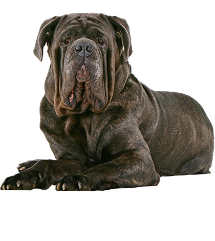 Quo vadis, Hundezucht?