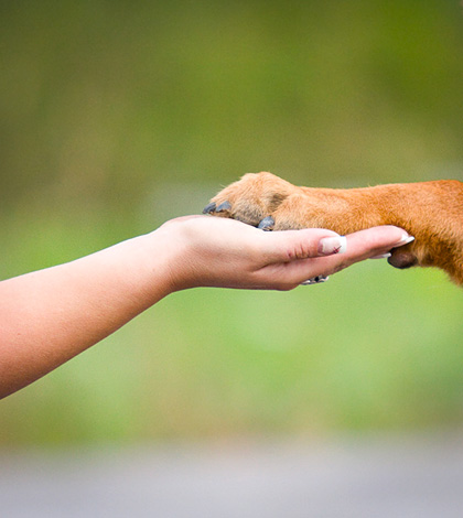 Körpersprache des Hundes verstehen