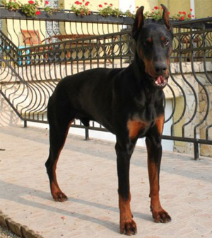 “Hallo Dobi” Dobermannhilfe Österreich