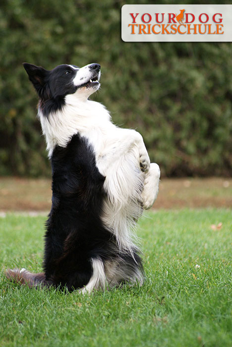 YOUR DOG Trickschule – Männchen