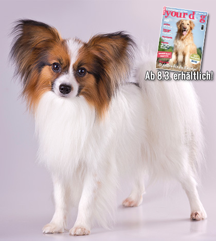 Welcher Hund passt zu mir? Familienhunde