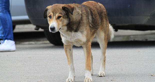 Gesetz zur Massentötung von Streunern auf Eis