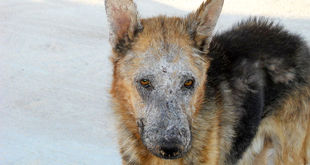 Tierschutz in Italien
