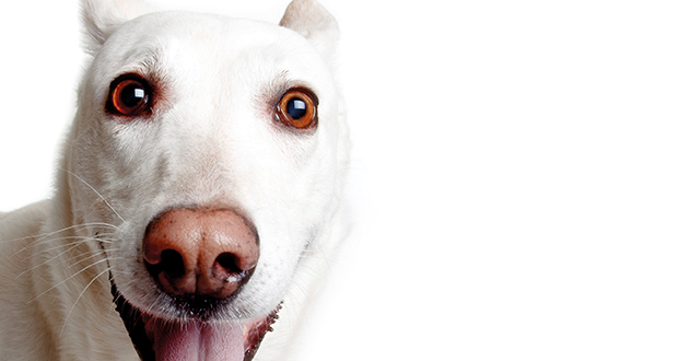 Unsicherheit, Ängste & Phobien