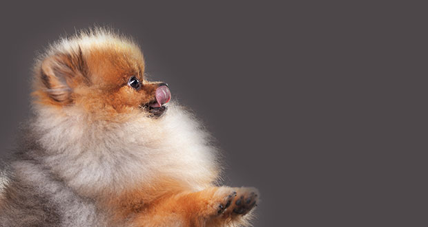 Liebe geht durch den (Welpen-)Magen