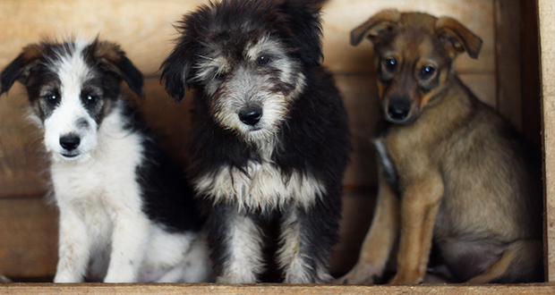 Vier Pfoten: adoptieren statt töten!