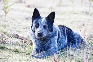 dogs-of-australia_08