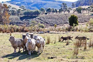 dogs-of-australia_18