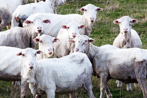 dogs of australia_22 bloomfield merino farm Kopie