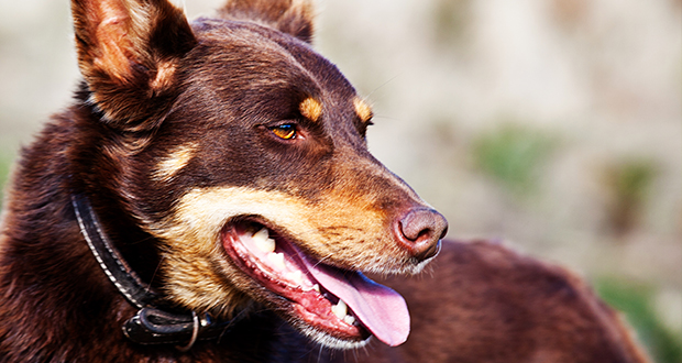 Die Hunde Australiens