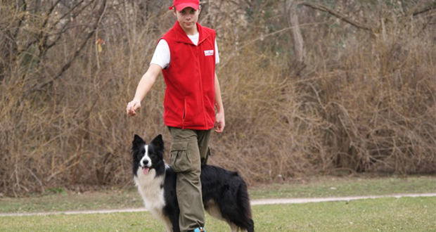 YOUR DOG Trickschule – Beinslalom