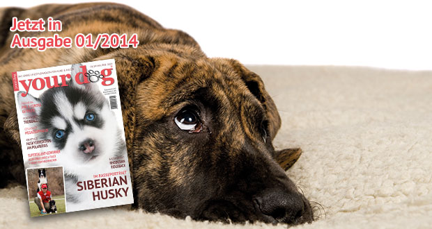 Angst zu Silvester Teil 2