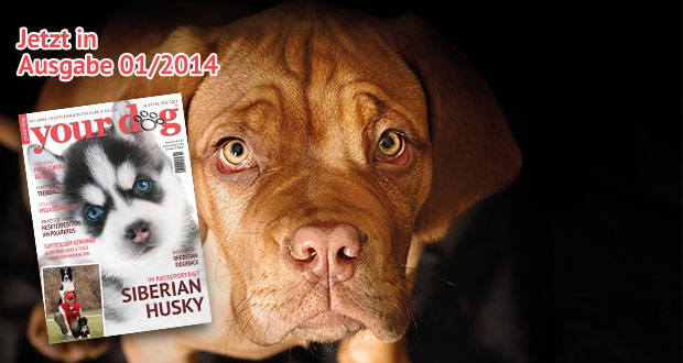 Die Schattenseiten der Tierschutzarbeit