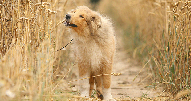 Getreide – so schlecht wie sein Ruf?