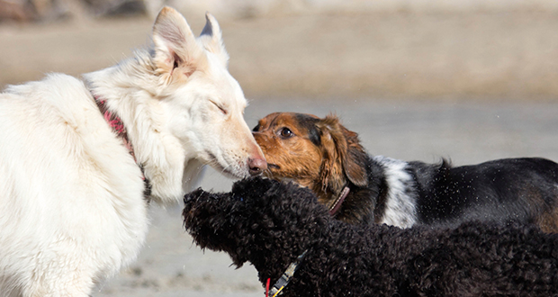 Neueste Erkenntnisse zur Entstehung des Sticker-Sarkoms