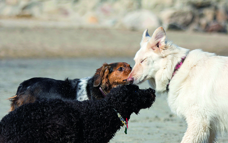 iStock_000019249134Large