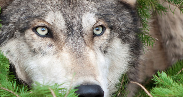 Wölfe – Meister der Beobachtung
