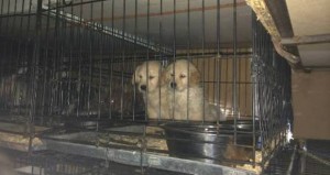 SliderWelpengerettet