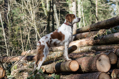 Zeckenzeit beginnt wieder