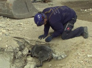 Die Rettungshunde müssen in den Trümmern nach verschütteten Personen suchen.