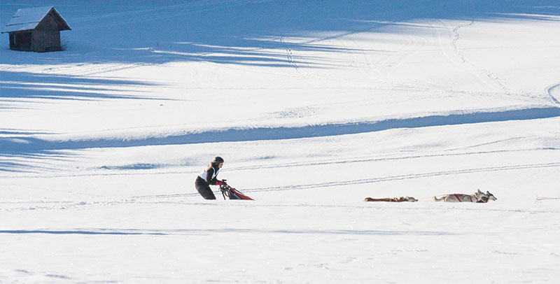 Das härteste Hunderennen der Welt