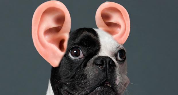 Hunde haben ein Ohr für uns