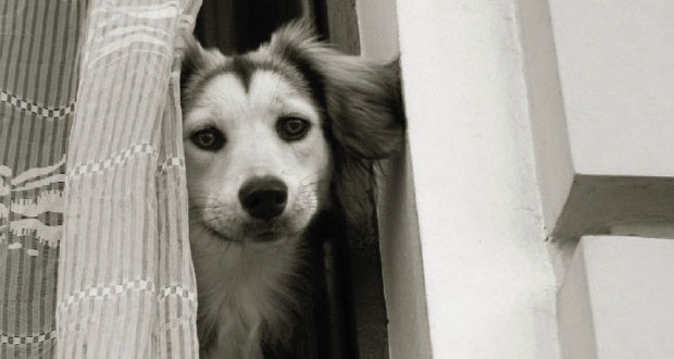 Trennungsangst beim Hund