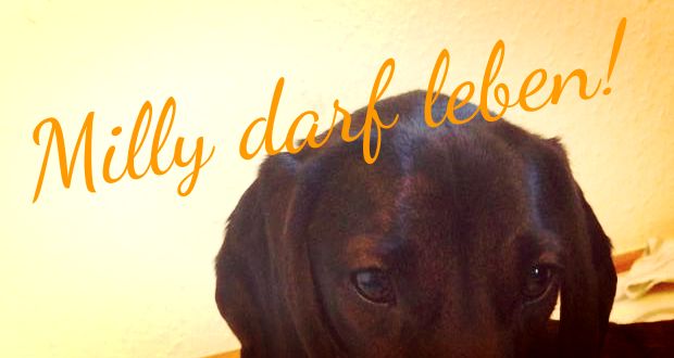 Happy End: Milly darf leben!