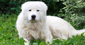 10148730_829473877067345_1578768826_620x330