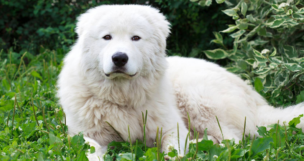 Hunde sollen Schafe vor Wölfen schützen