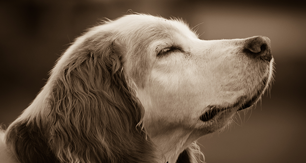 Abwechslung im Alltag mit Ihrem Senioren