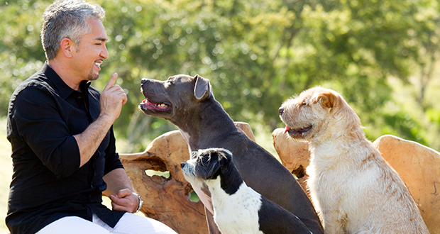 Der amerikanische Hundeflüsterer in Österreich