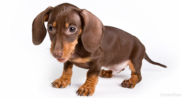 Klonhund aus Südkorea