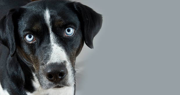 Stressforschung an Therapiehunden zeigt Bedürfnisse der Tiere