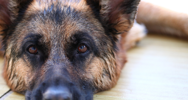 Ursache für HD erforscht