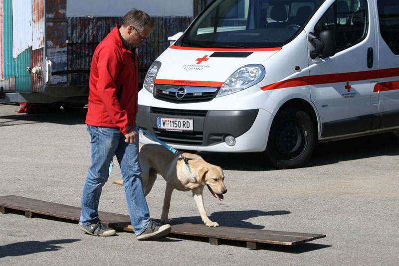 Suchhunde-Casting des Wiener Roten Kreuzes