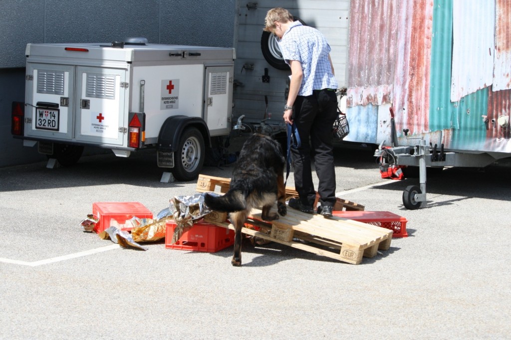 WRKSuchhunde3_WRKKHDDokuteam