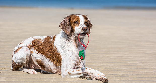 Positive Verstärkung – Ohne Druck zum Erfolg