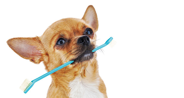 Maulhygiene – Schwere Erkrankungen vermeiden