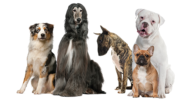 Fellpflege Teil 1 – alle Felltypen