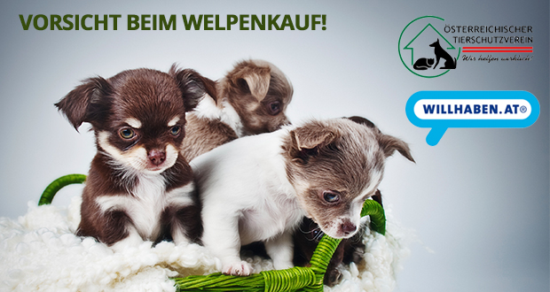 Willhaben-Aufklärungskampagne gegen Welpenhandel
