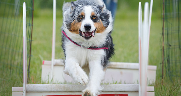 Action & Spaß: Flyball