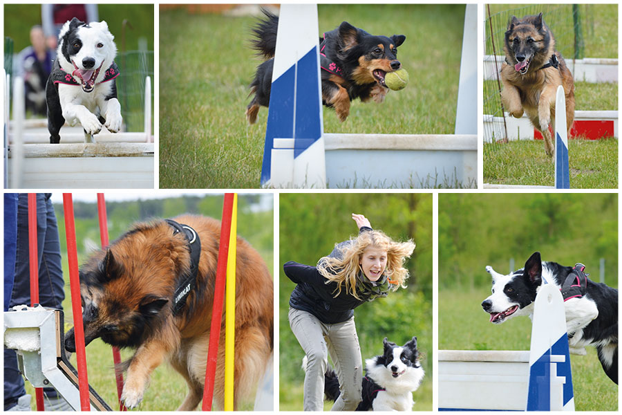 flyball