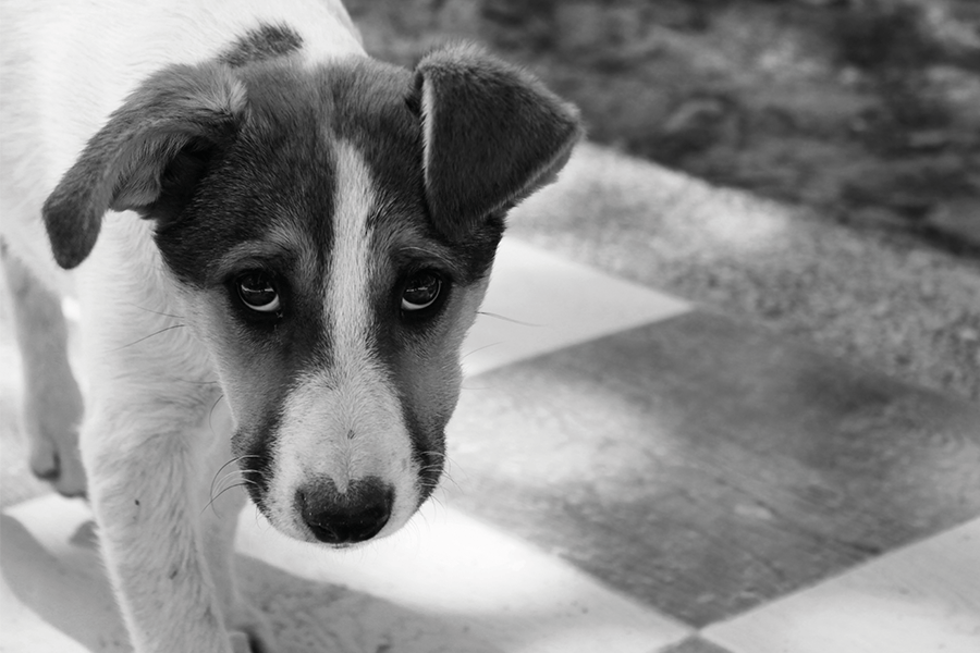 Posttraumatische Belastungsstörungen