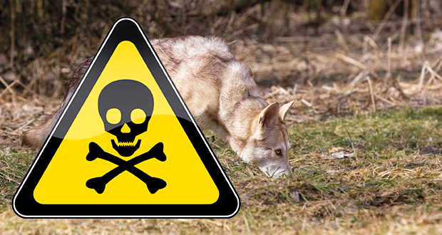 Anti-Giftköder Training