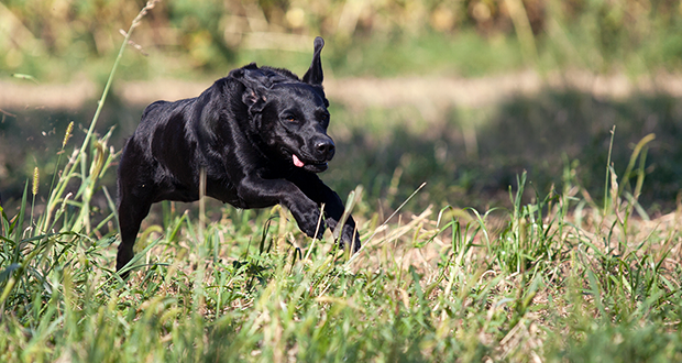 Staupe existiert nach wie vor in Österreich