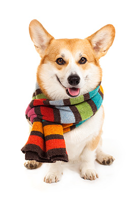 Herbstzeit – Schnupfenzeit