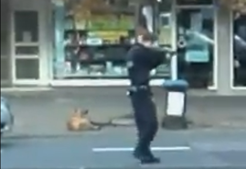 Zwei Hunde in Fußgängerzone erschossen