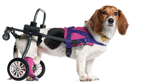 Behinderte Hunde um jeden Preis retten?